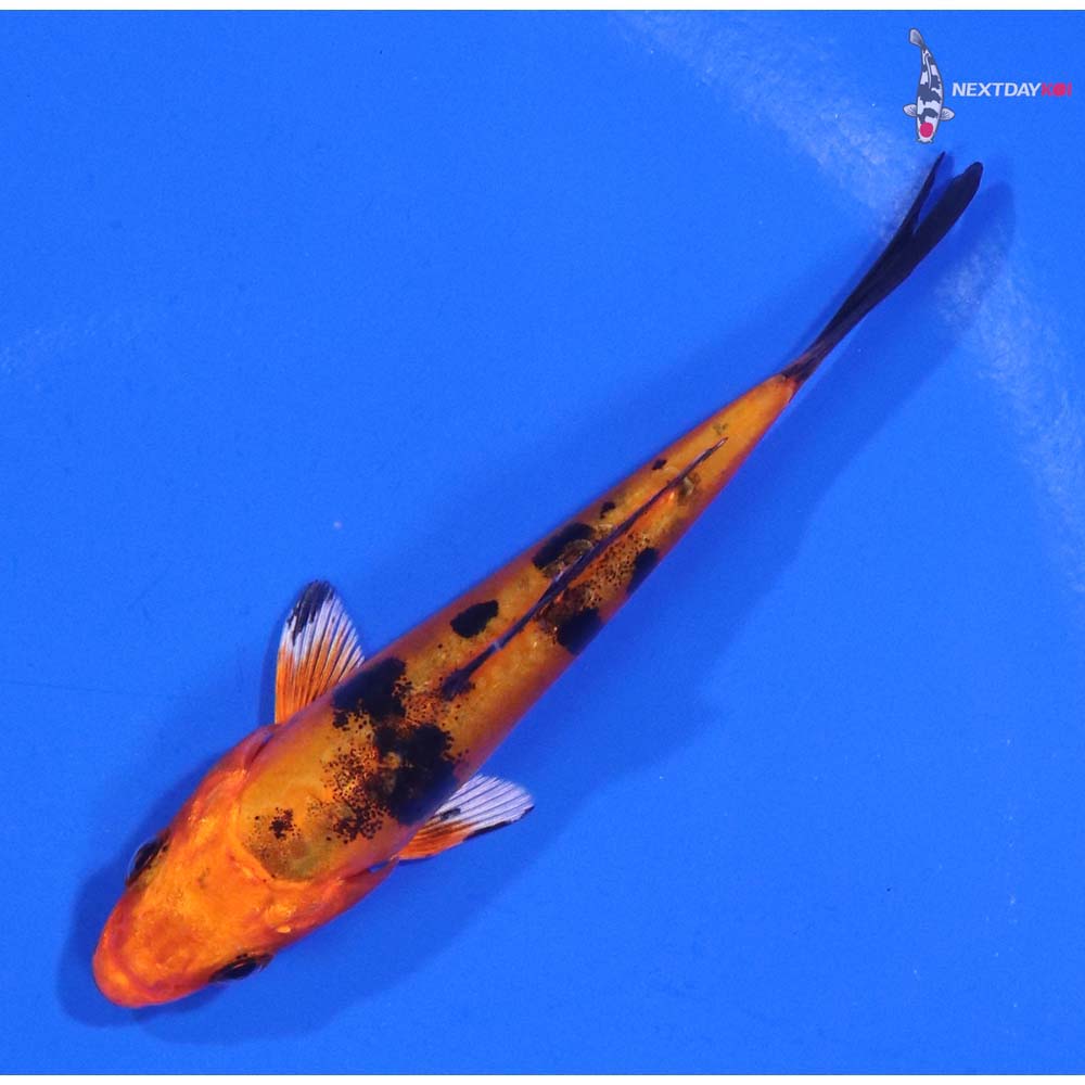 3.5” Imported Doitsu Kin Aka Bekko