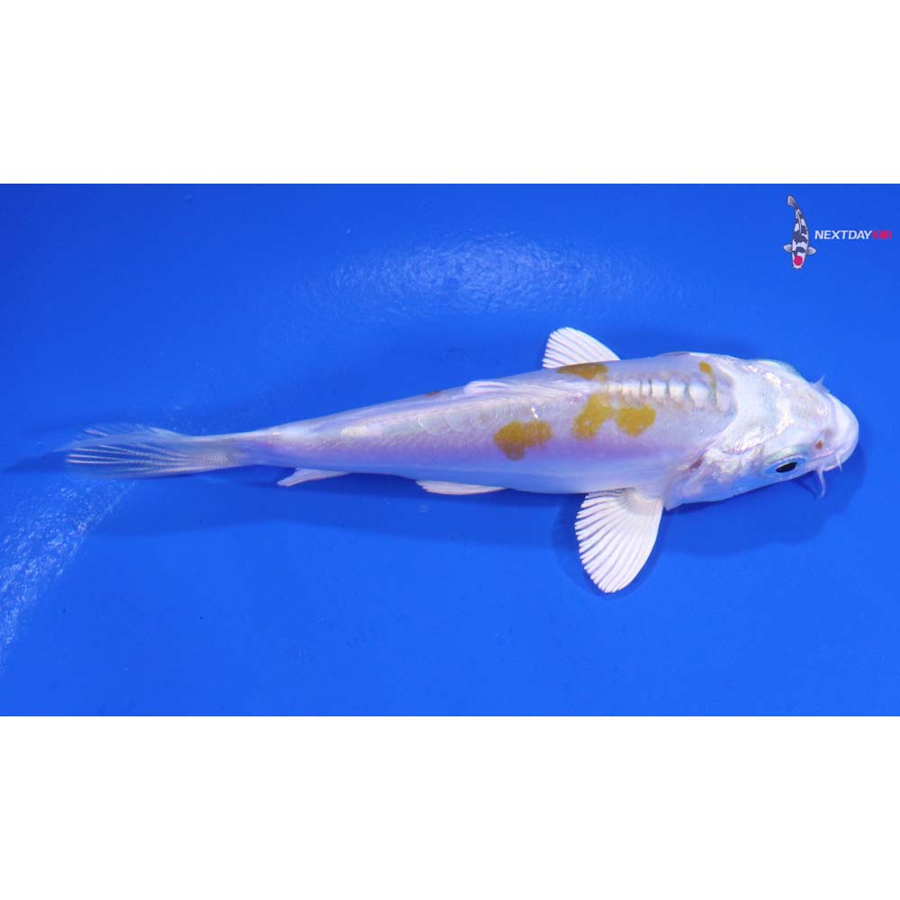 3.5” Imported Doitsu Lemon Hariwake