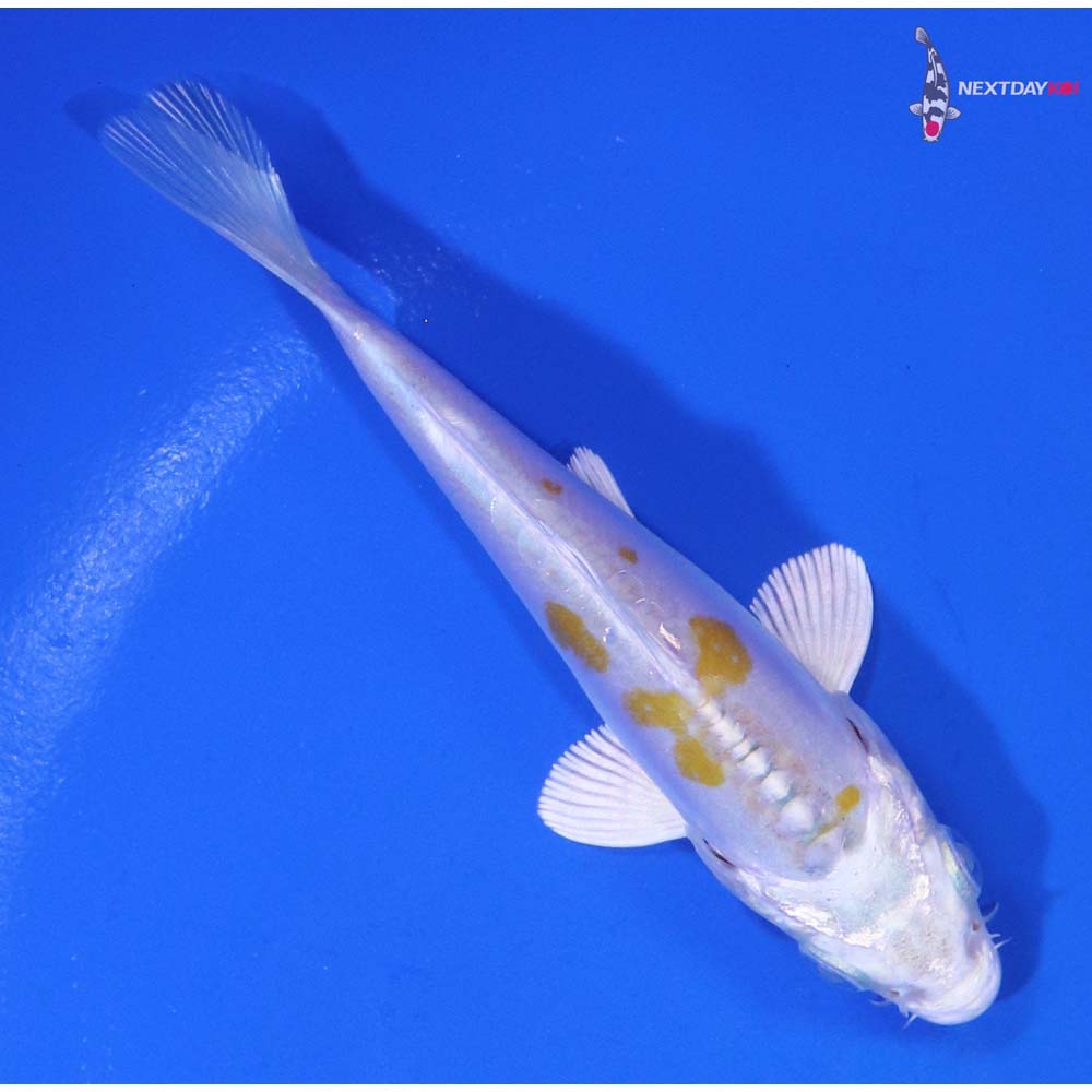 3.5” Imported Doitsu Lemon Hariwake