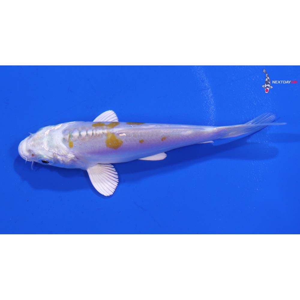 3.5” Imported Doitsu Lemon Hariwake