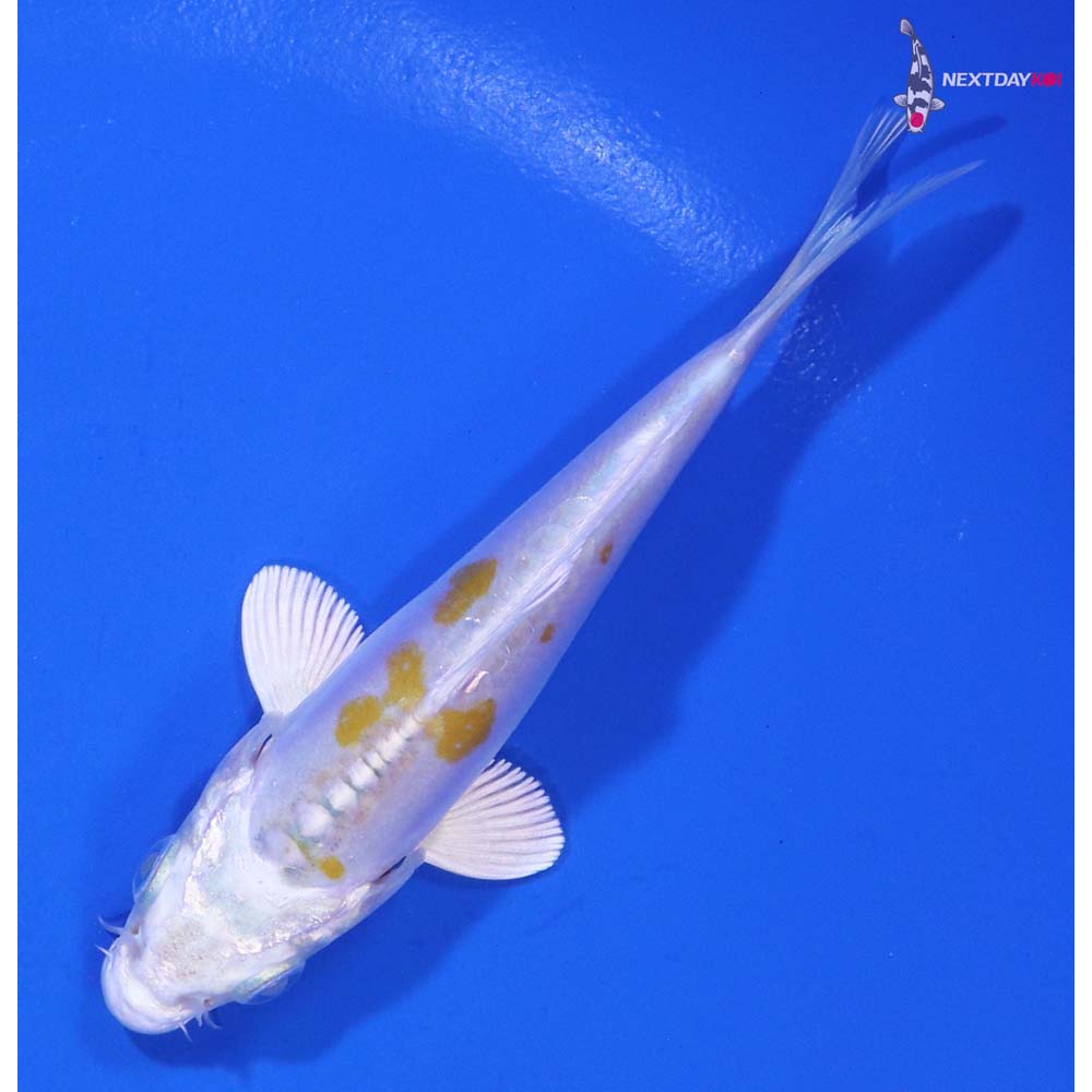 3.5” Imported Doitsu Lemon Hariwake