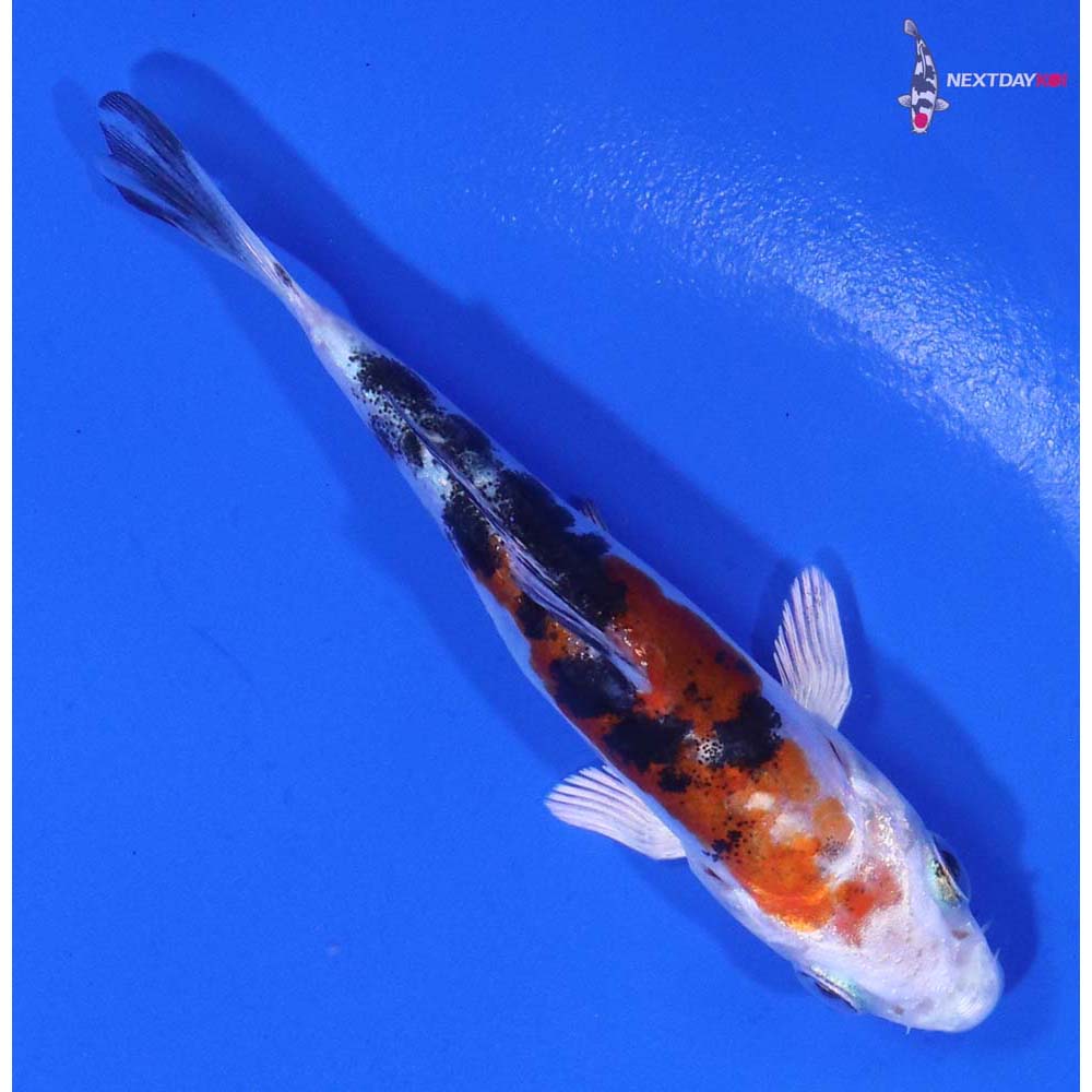 3.5” Imported Heisei Nishiki