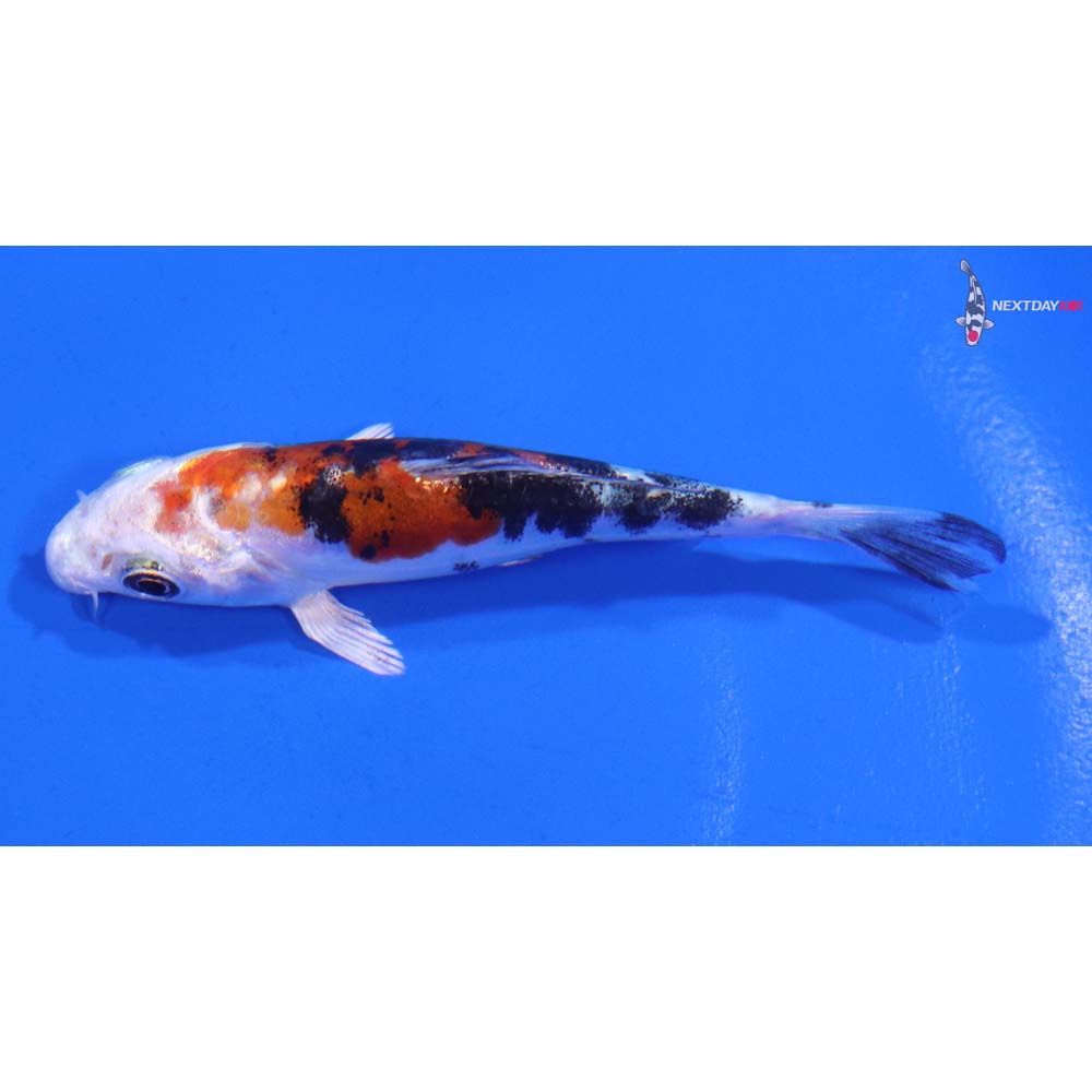 3.5” Imported Heisei Nishiki