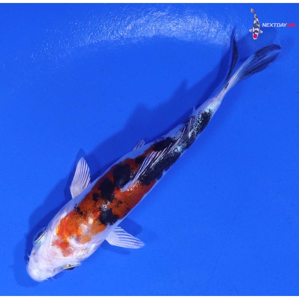 3.5” Imported Heisei Nishiki