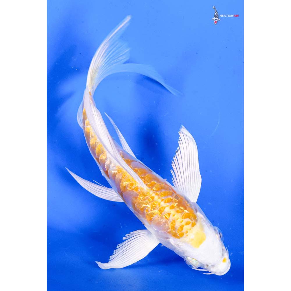 5” Imported Doitsu Gin Rin Lemon Hariwake Butterfly Koi