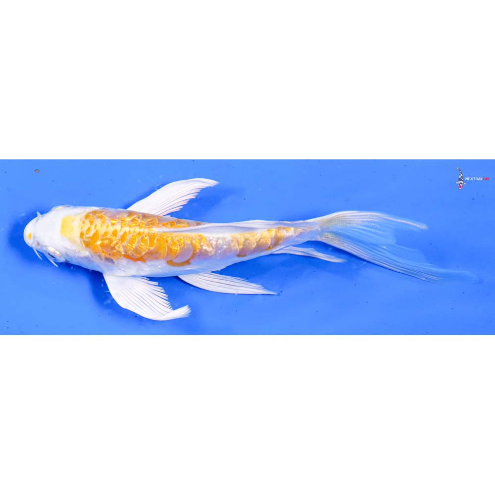 5” Imported Doitsu Gin Rin Lemon Hariwake Butterfly Koi