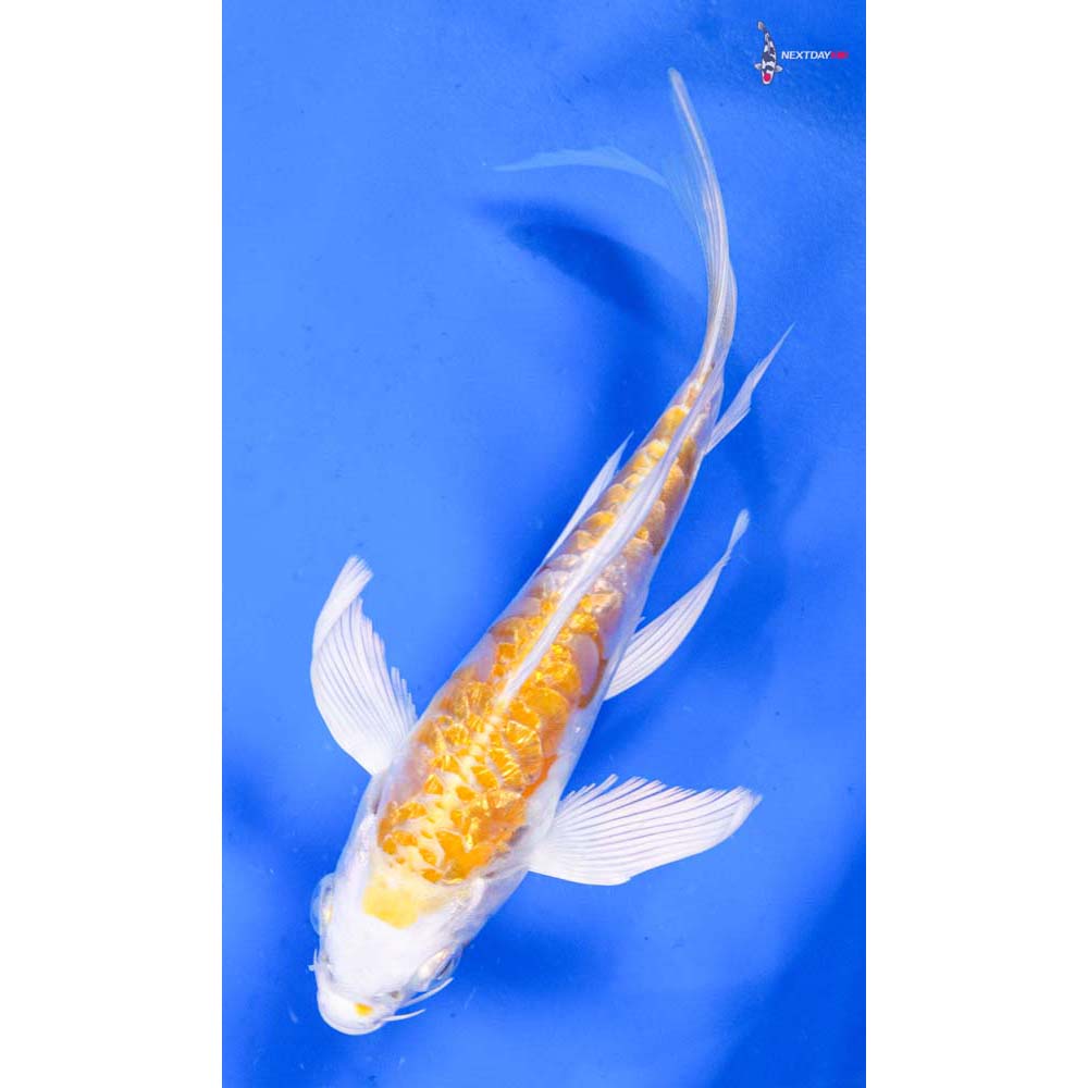 5” Imported Doitsu Gin Rin Lemon Hariwake Butterfly Koi