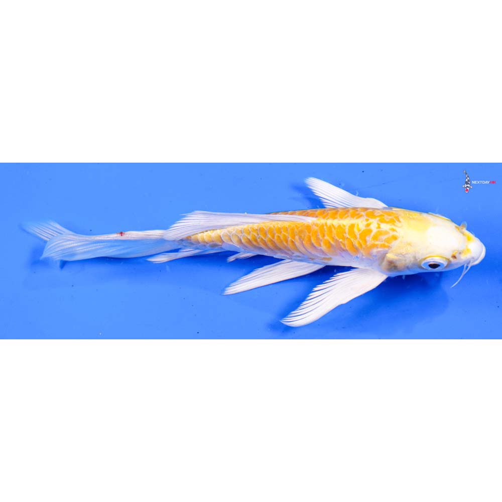 5.5” Imported Armor Scaled Lemon Hariwake Butterfly Koi