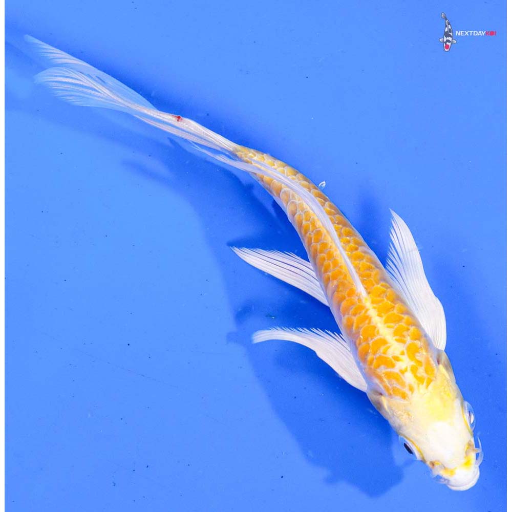 5.5” Imported Armor Scaled Lemon Hariwake Butterfly Koi