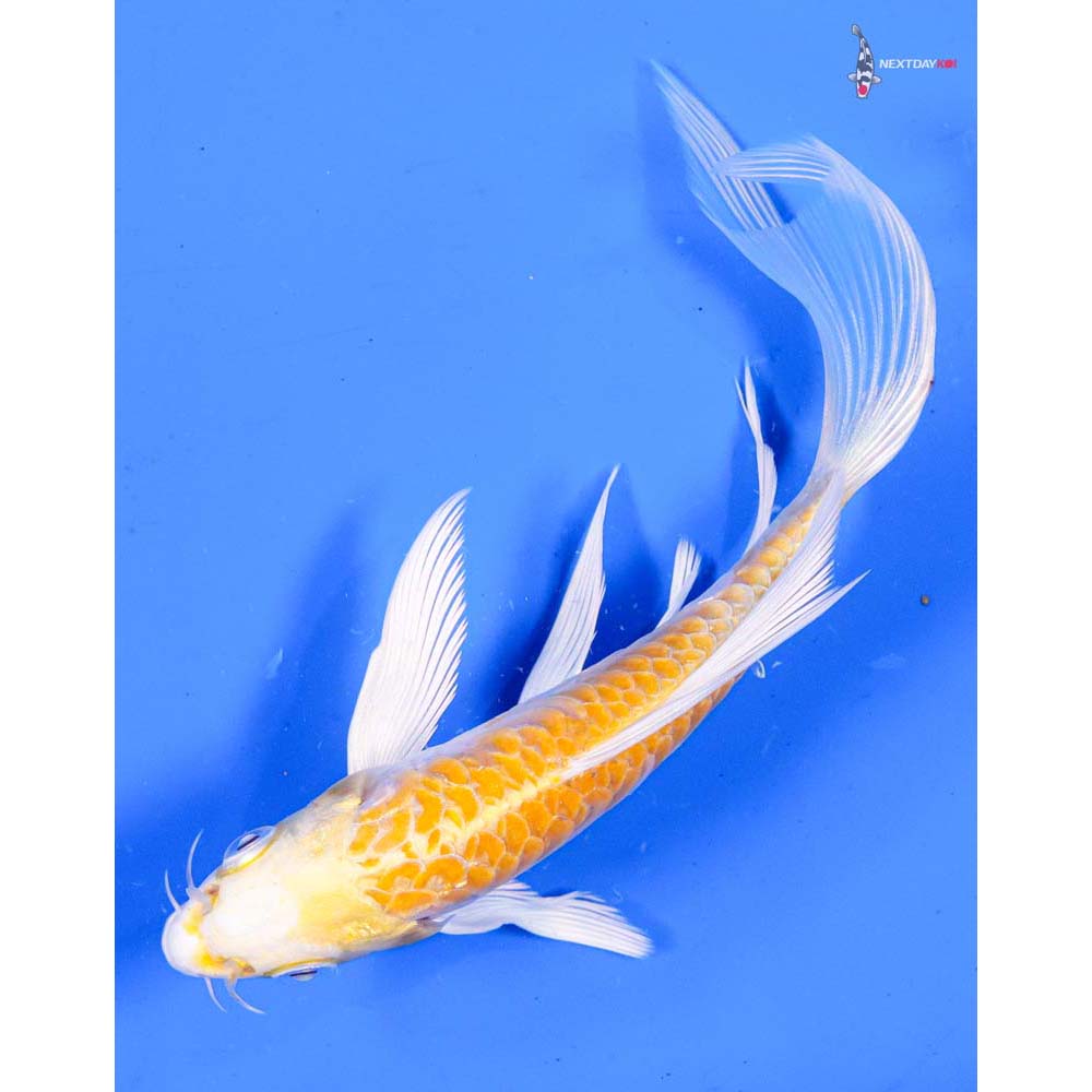 5.5” Imported Armor Scaled Lemon Hariwake Butterfly Koi