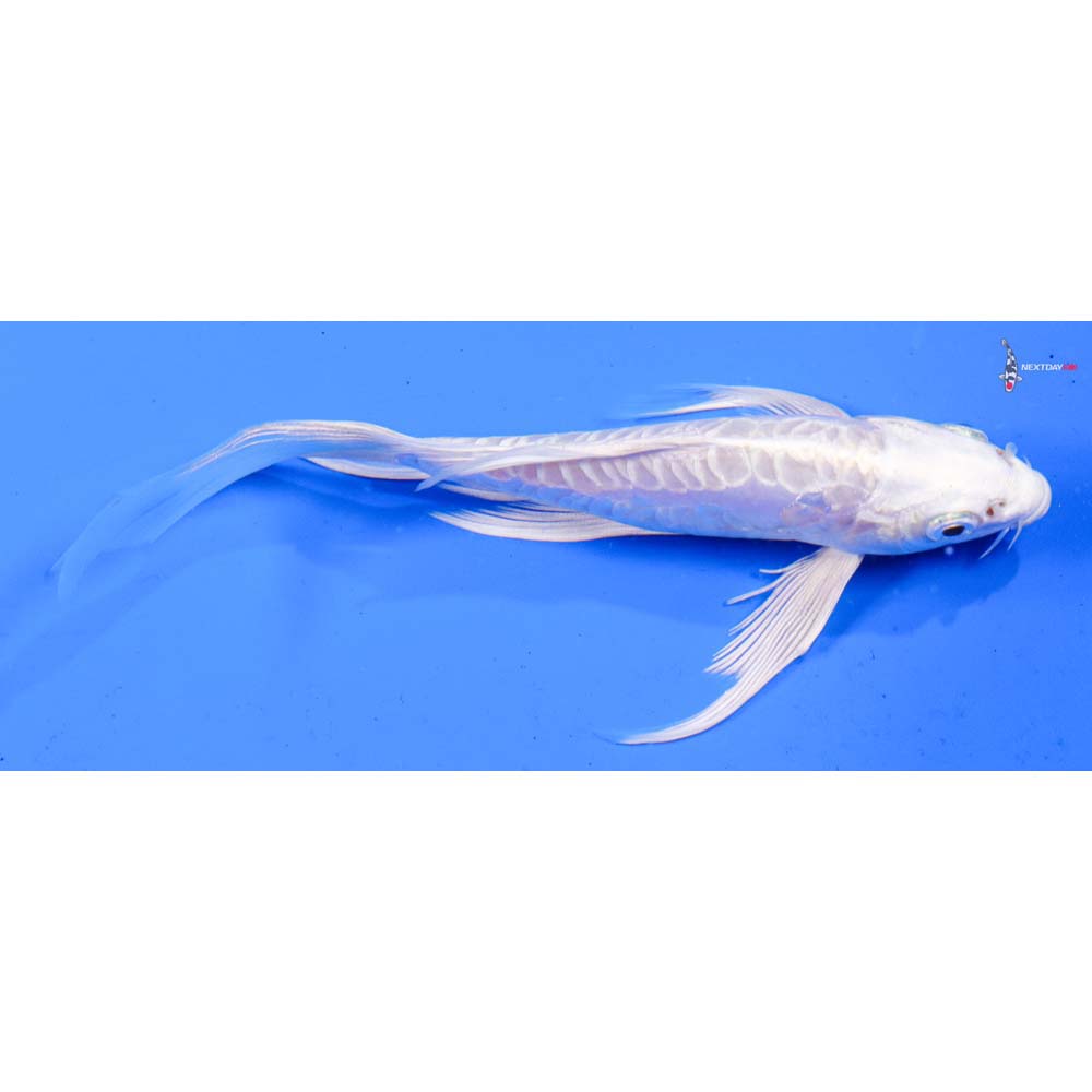 6” Imported Doitsu Platinum Ogon Butterfly Koi