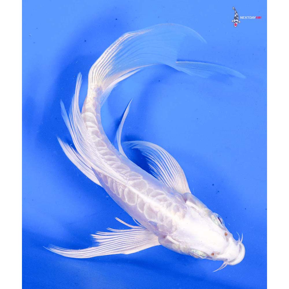 6” Imported Doitsu Platinum Ogon Butterfly Koi