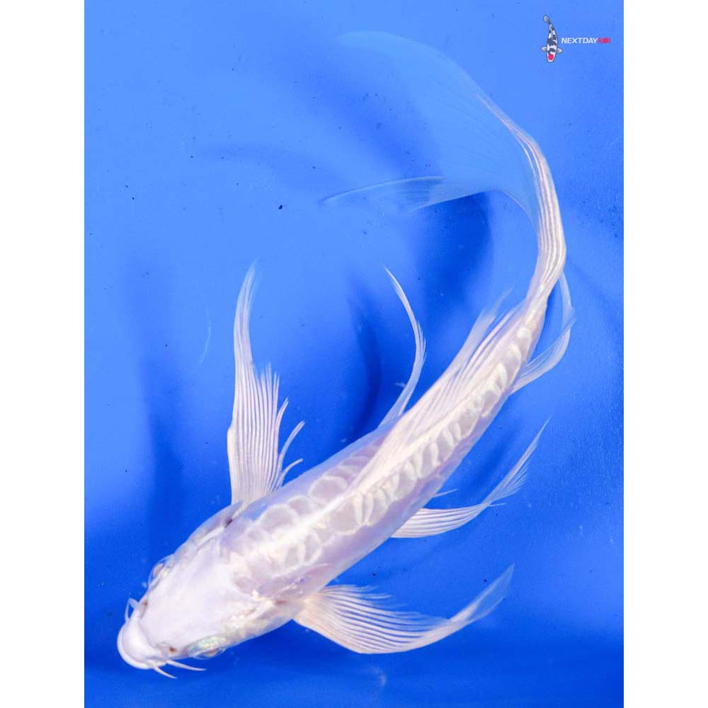 6” Imported Doitsu Platinum Ogon Butterfly Koi