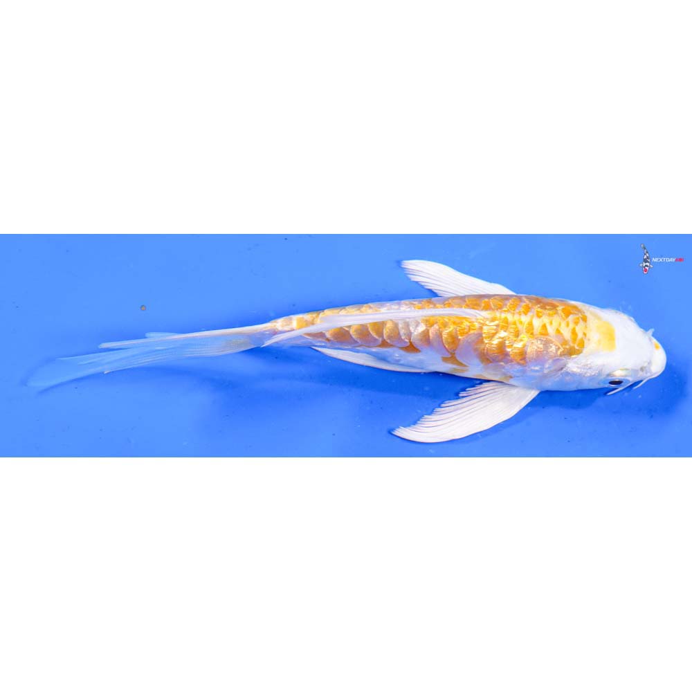 5” Imported Doitsu Gin Rin Lemon Hariwake Butterfly Koi