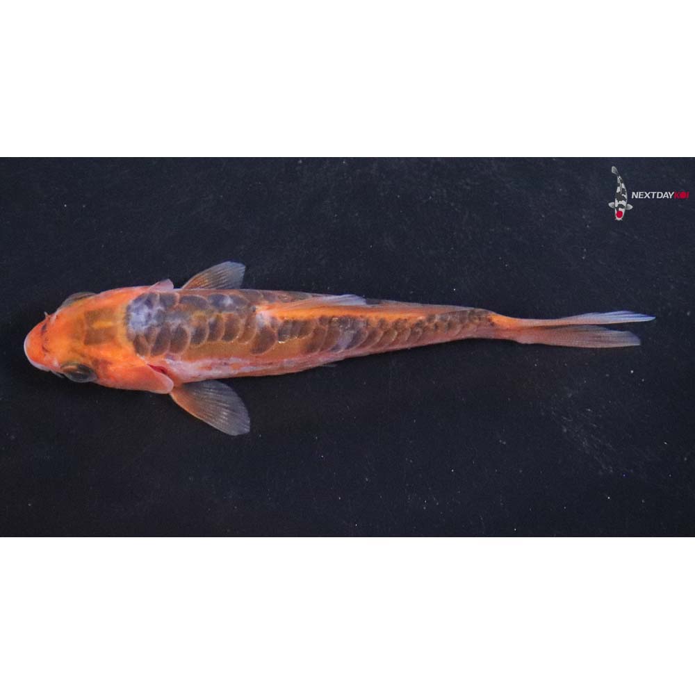 4” Imported Hana Shusui