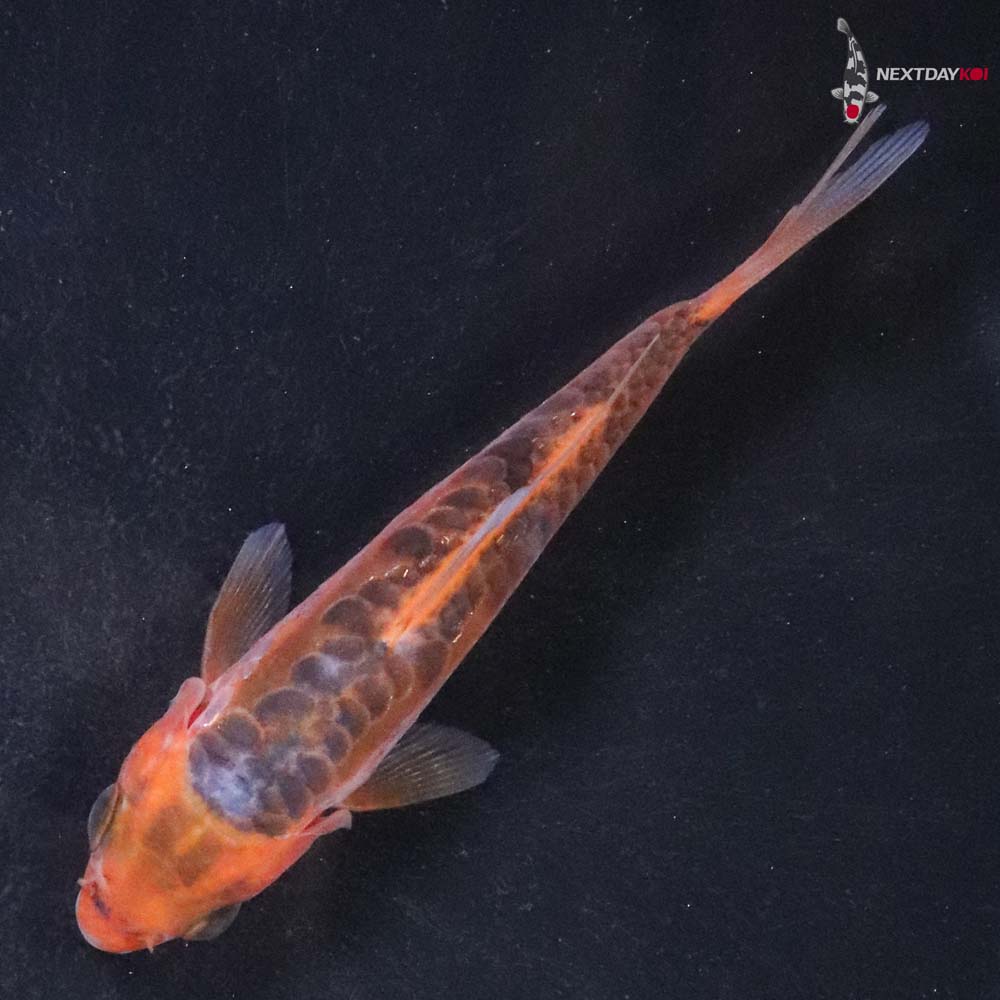 4” Imported Hana Shusui