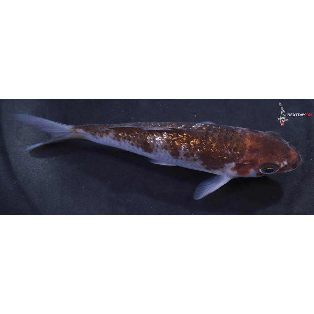 4” Imported Gin Rin Ochiba Shigure