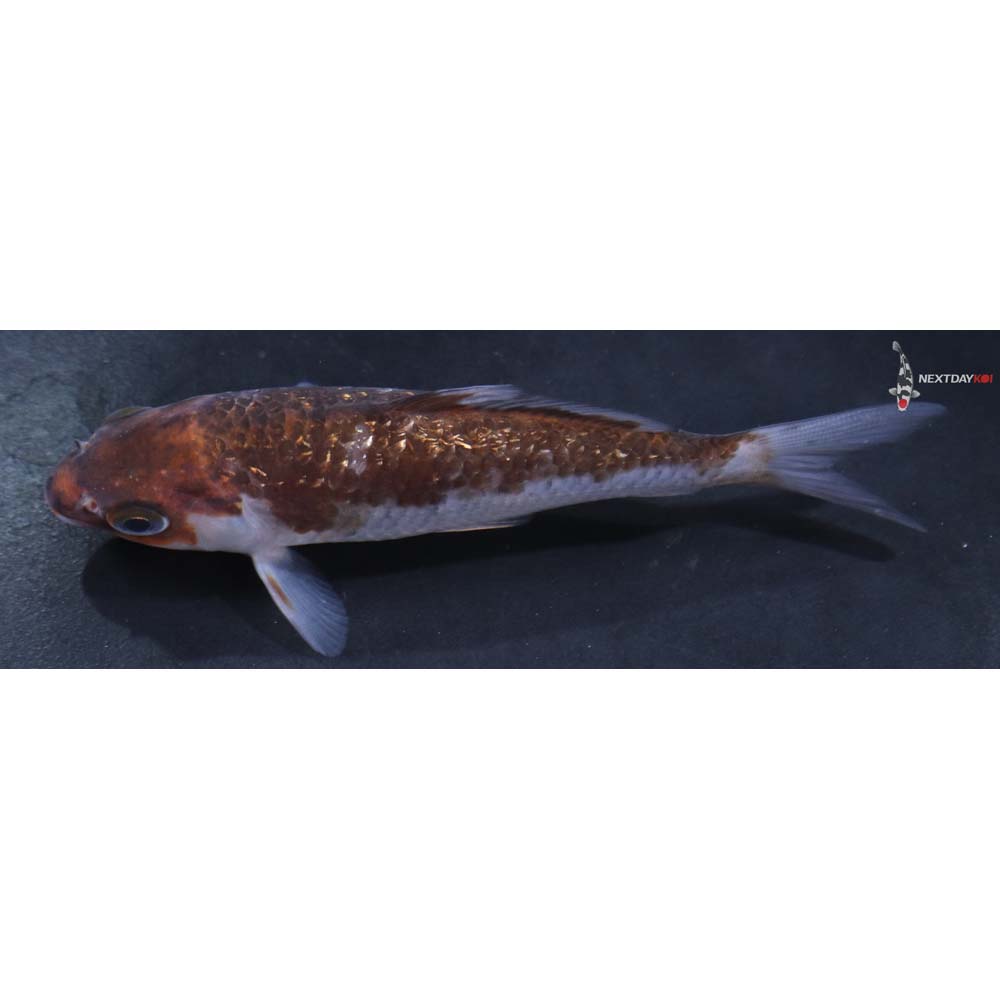 4” Imported Gin Rin Ochiba Shigure