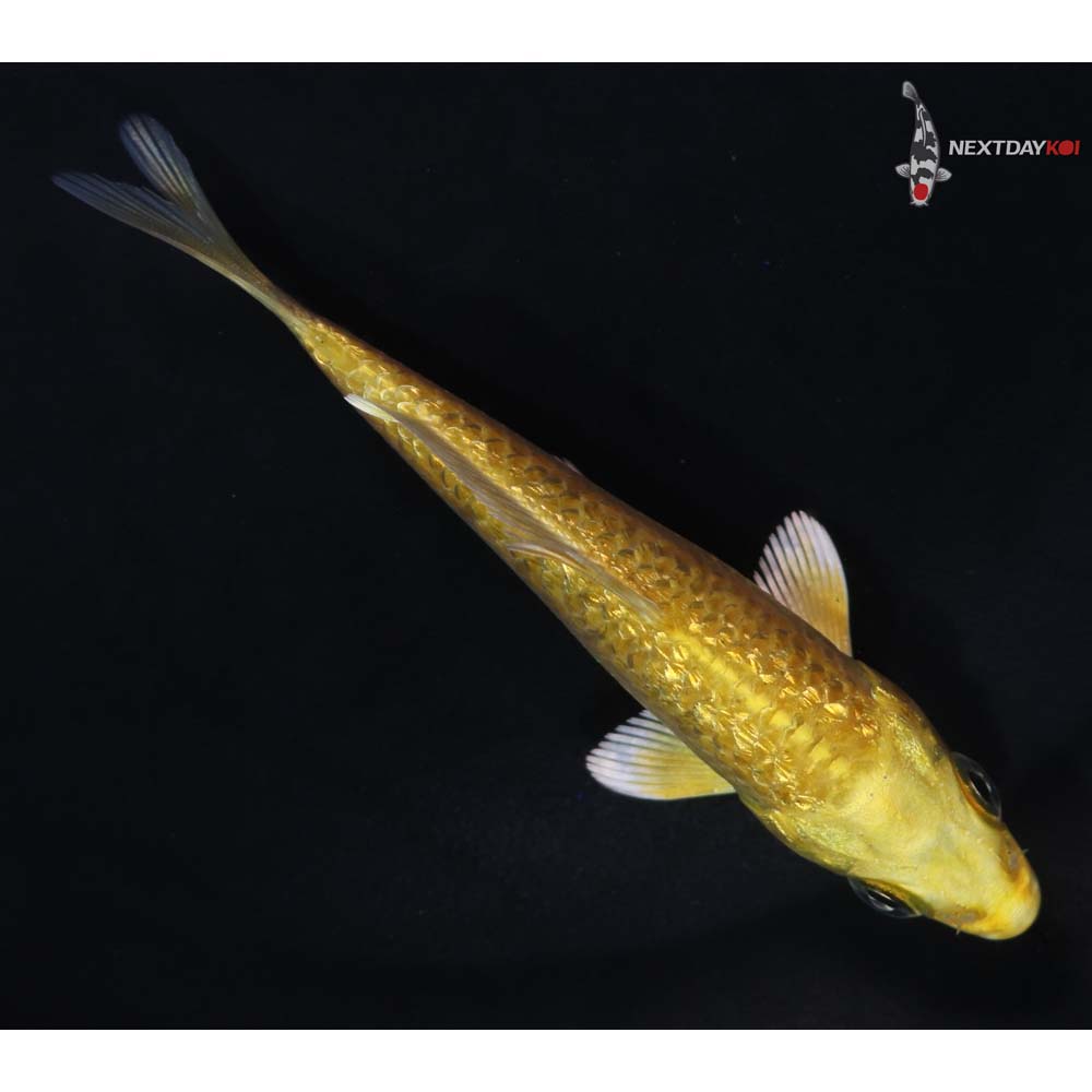 3.5” Imported Gin Rin Yamabuki Ogon