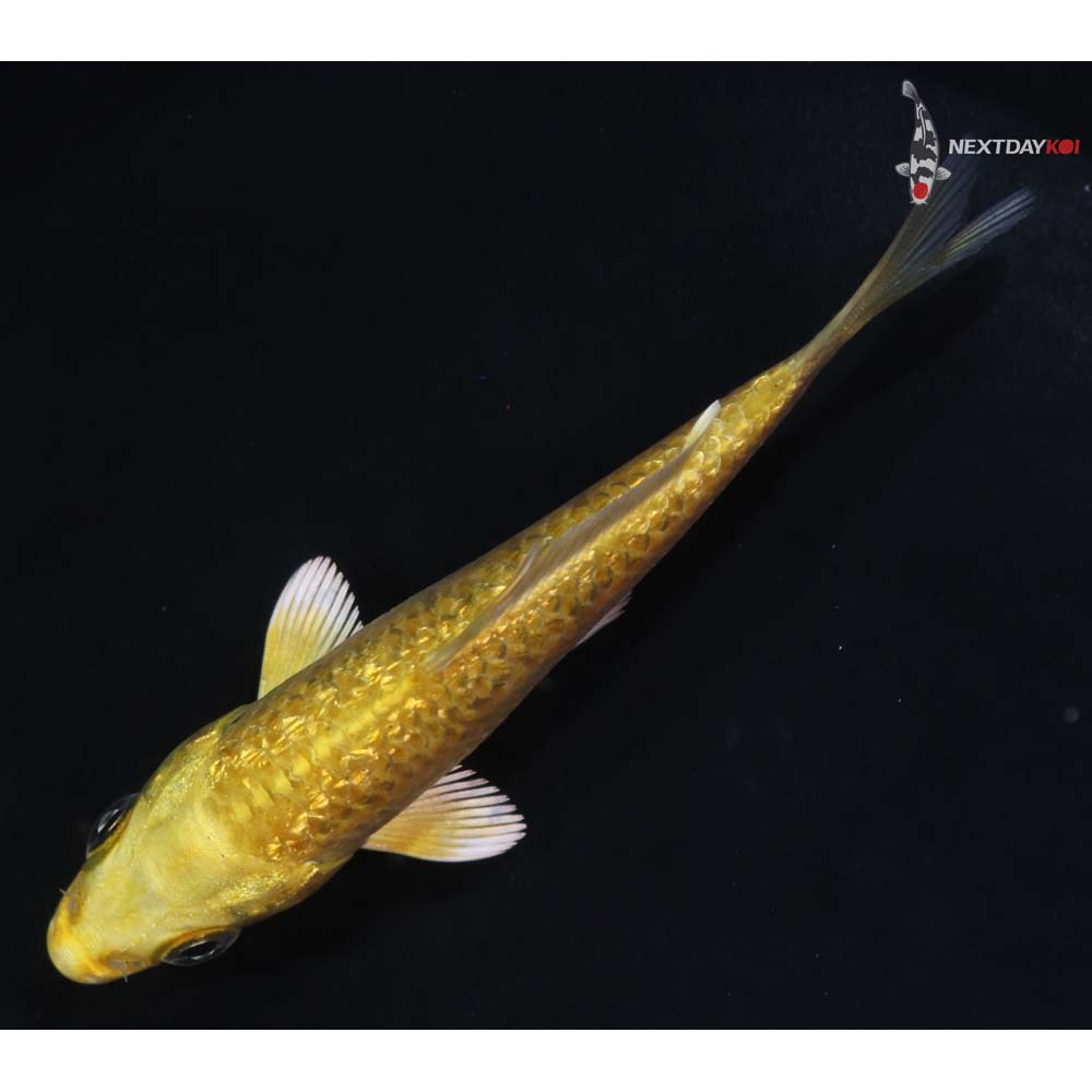 3.5” Imported Gin Rin Yamabuki Ogon