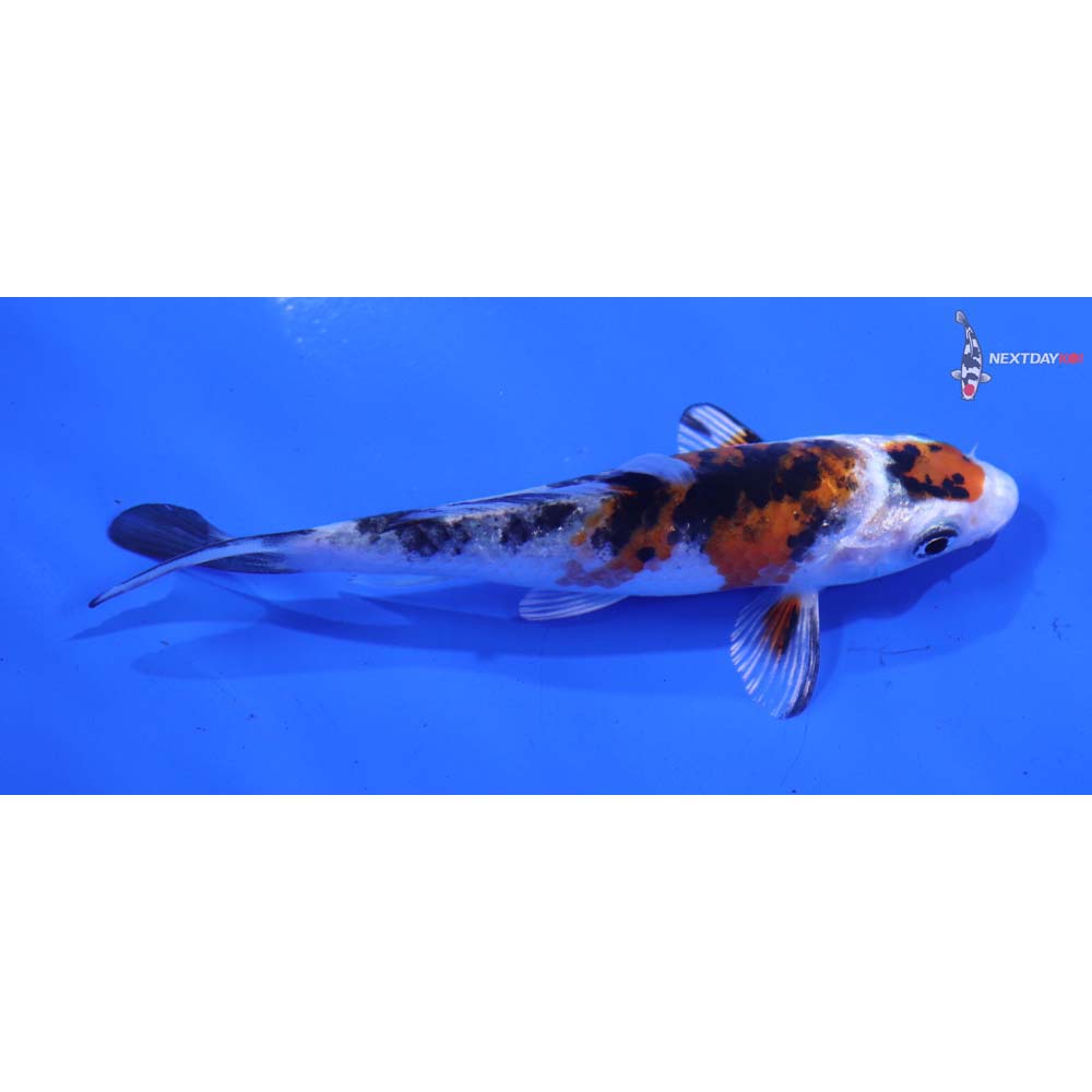 4” Imported Yamato Nishiki