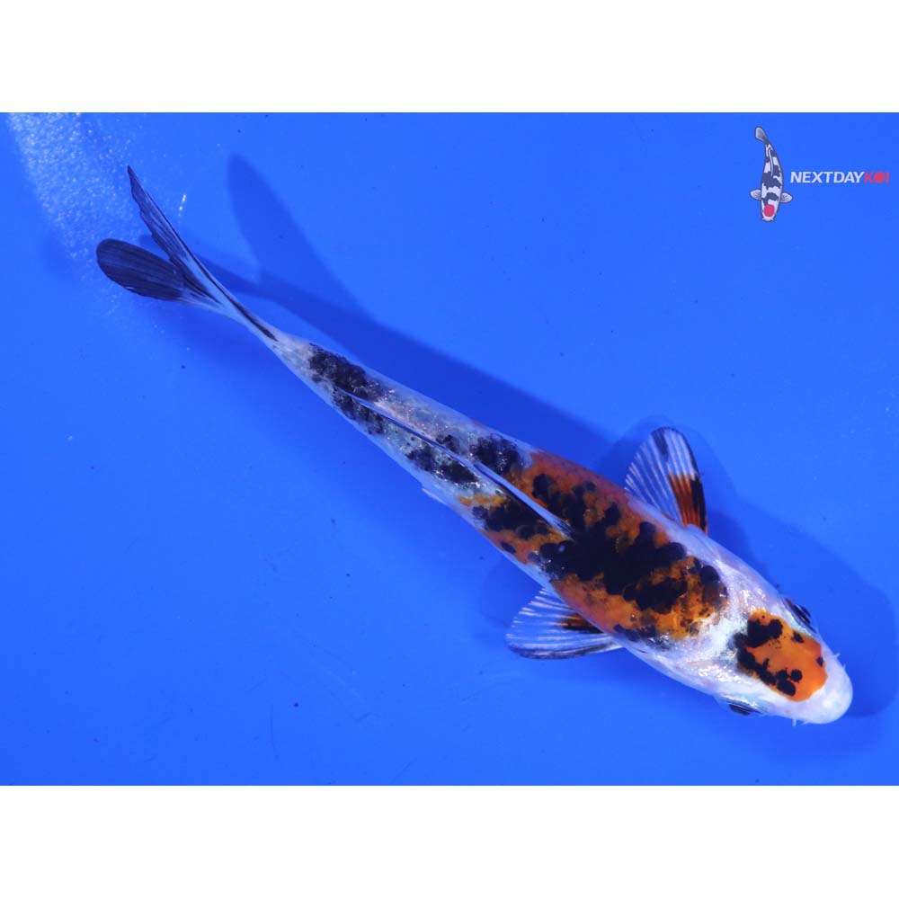 4” Imported Yamato Nishiki