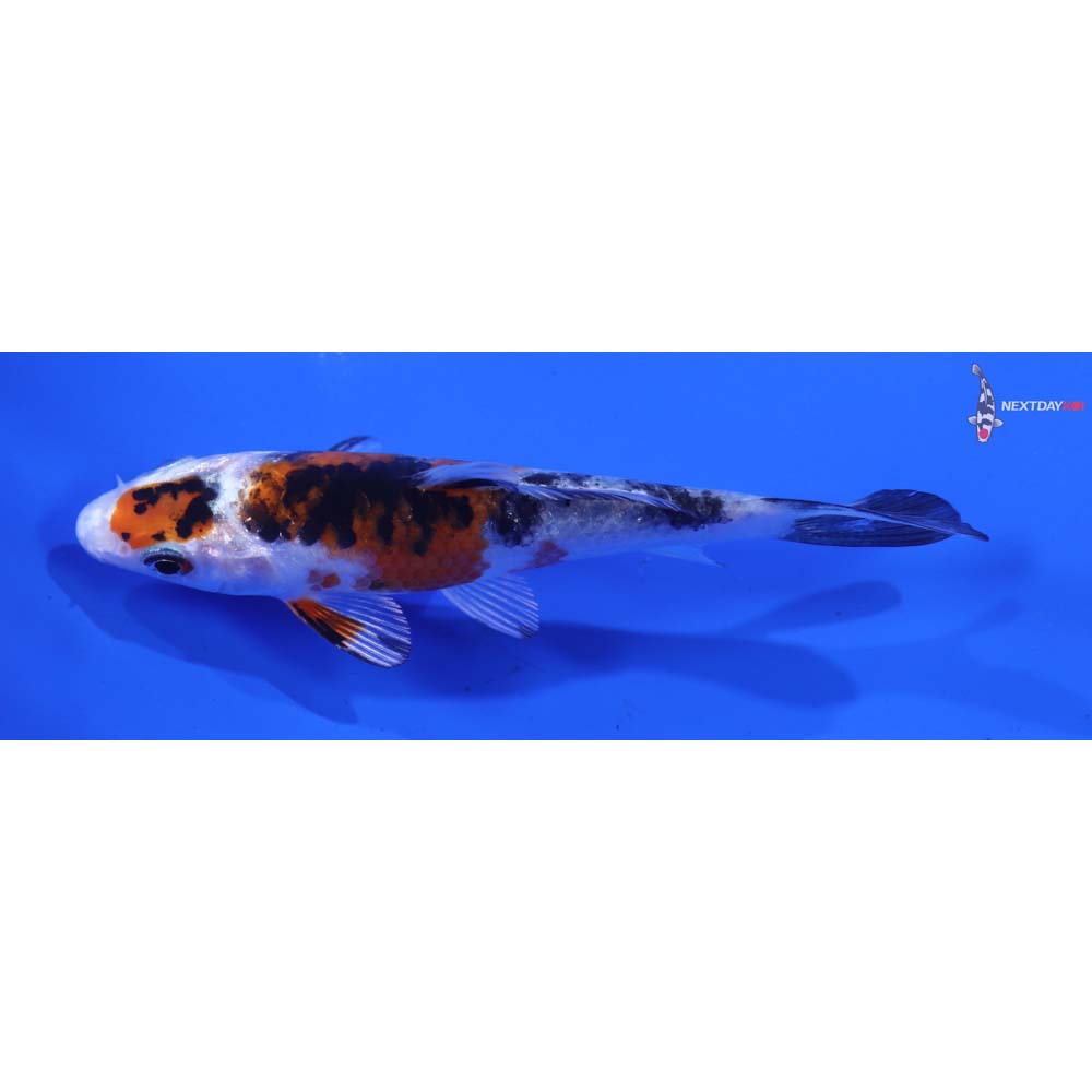 4” Imported Yamato Nishiki