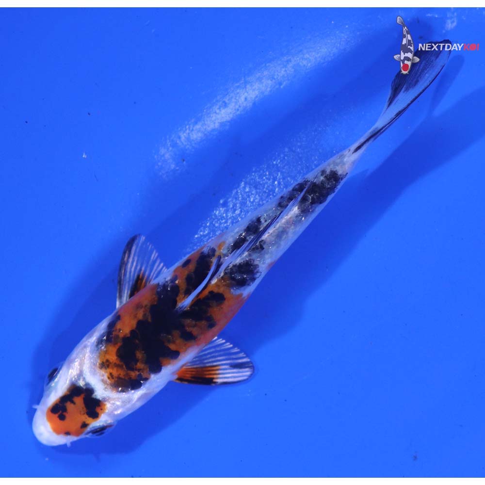 4” Imported Yamato Nishiki