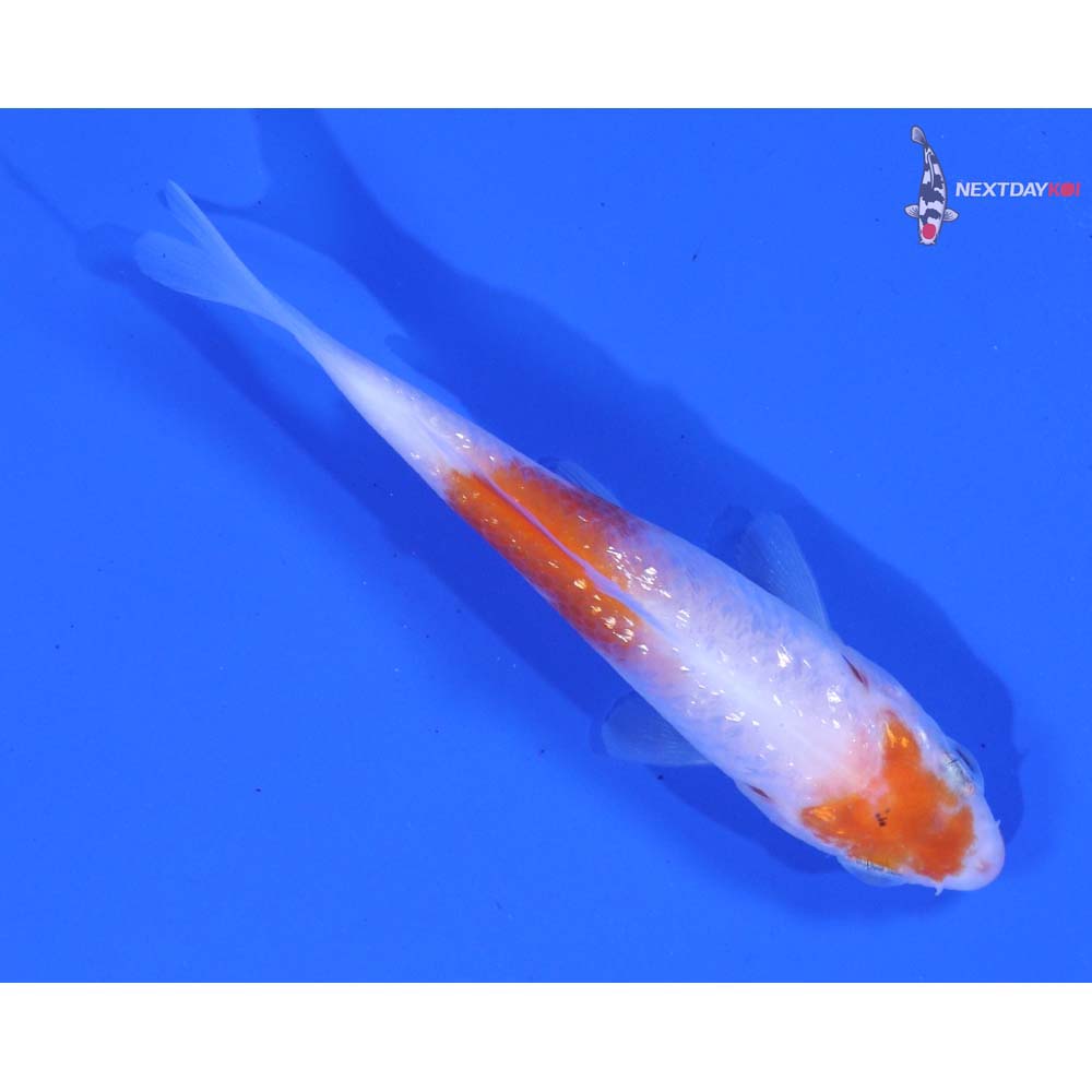 3” Imported Gin Rin Sanke