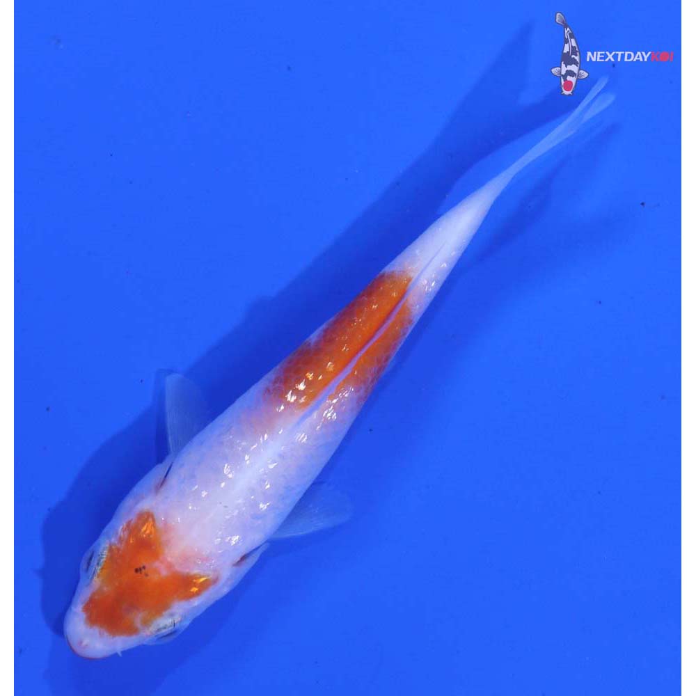 3” Imported Gin Rin Sanke