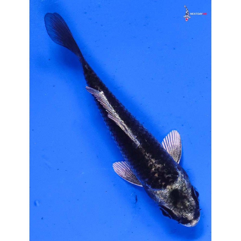 3.5” Imported Gin Matsuba