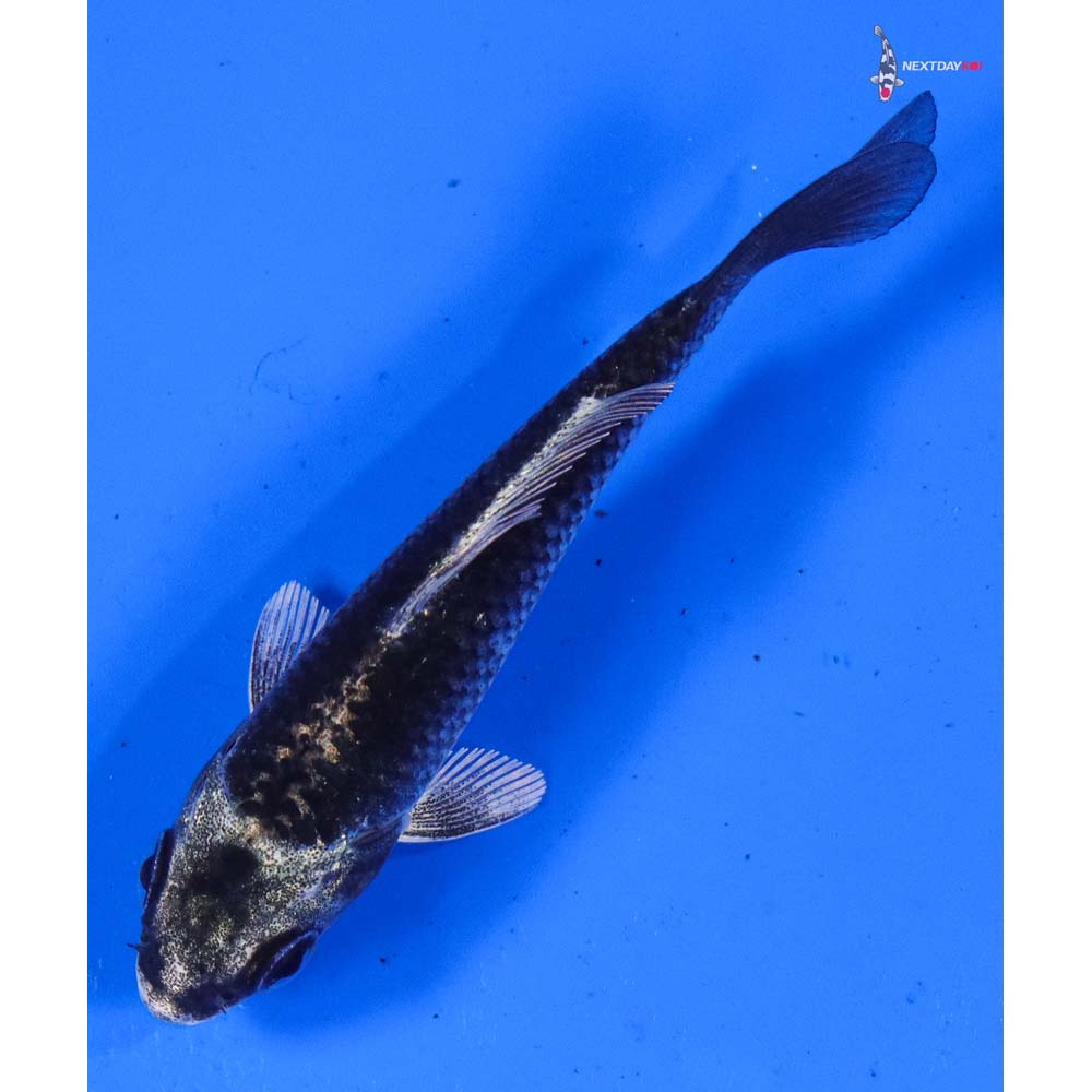 3.5” Imported Gin Matsuba