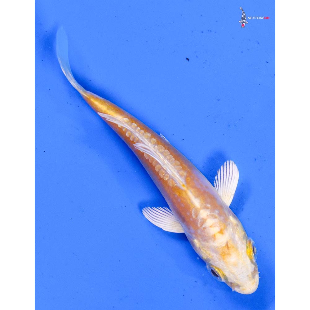 3.5” Imported Doitsu Lemon Hariwake