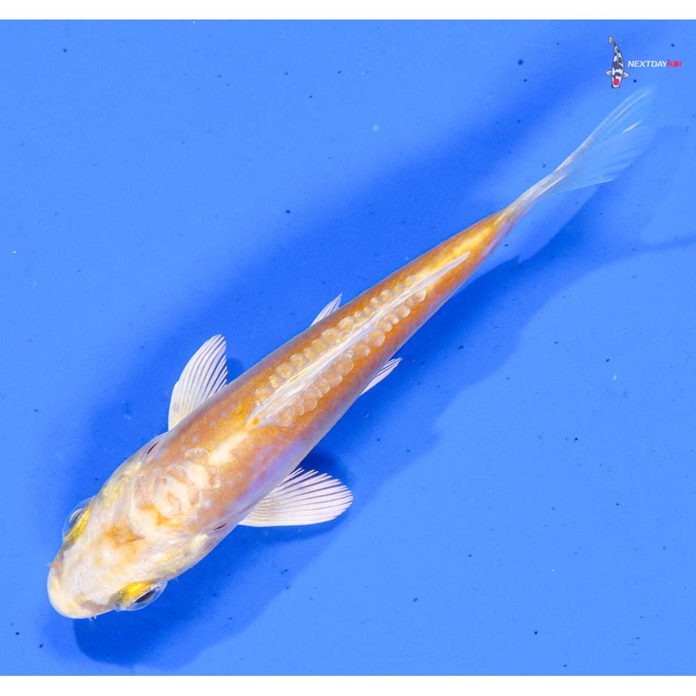 3.5” Imported Doitsu Lemon Hariwake