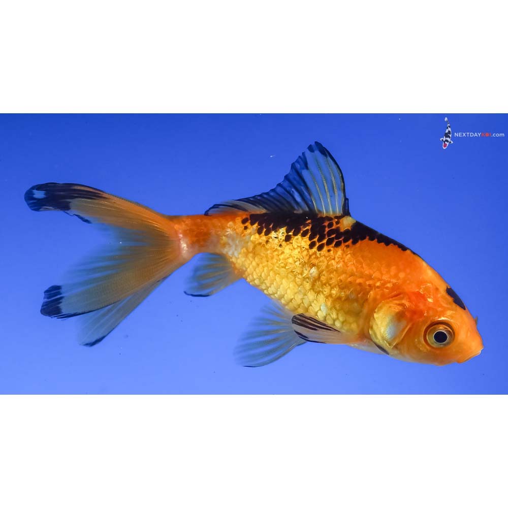 3.5” Imported Yellow and Black Wakin