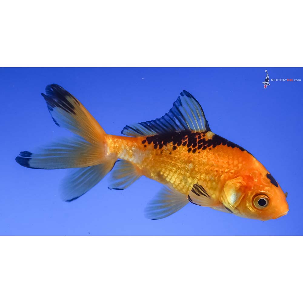 3.5” Imported Yellow and Black Wakin