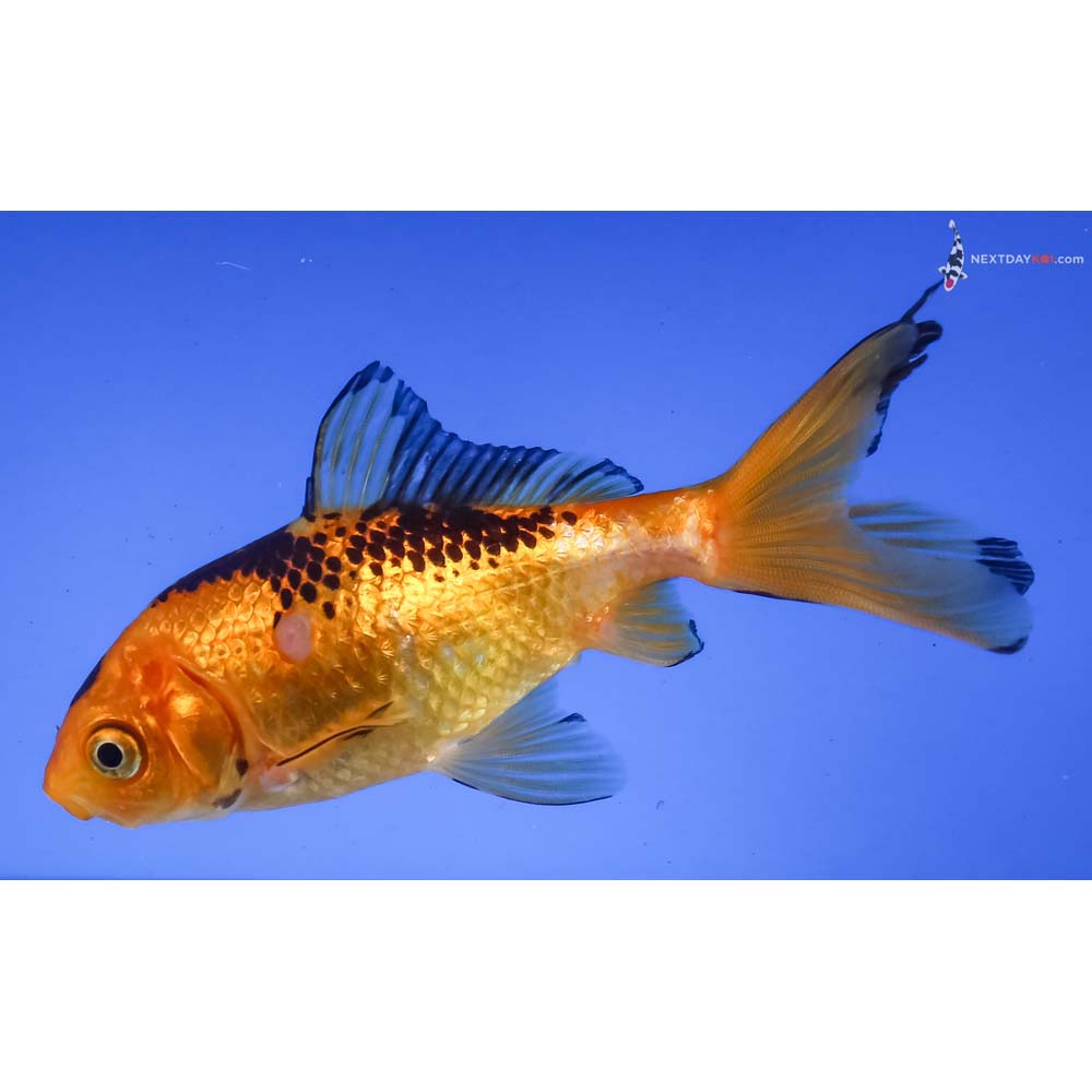 3.5” Imported Yellow and Black Wakin