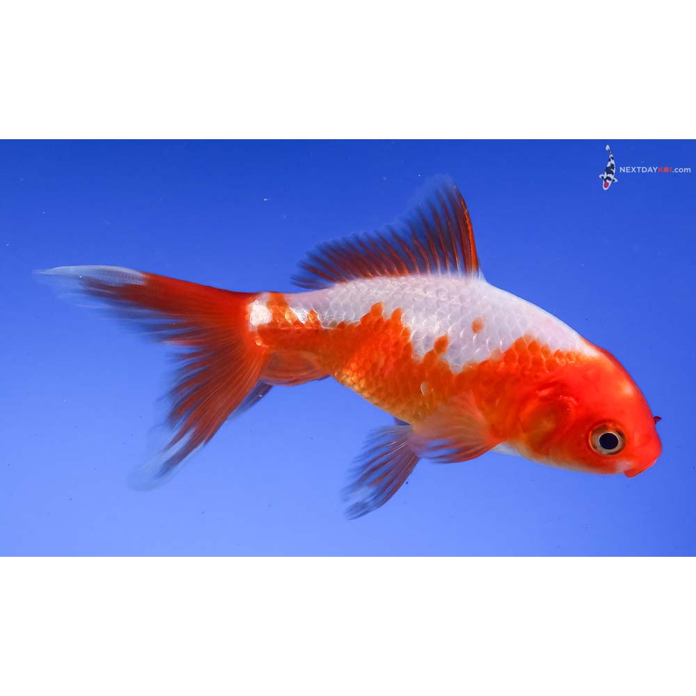 4” Imported Red and White Wakin