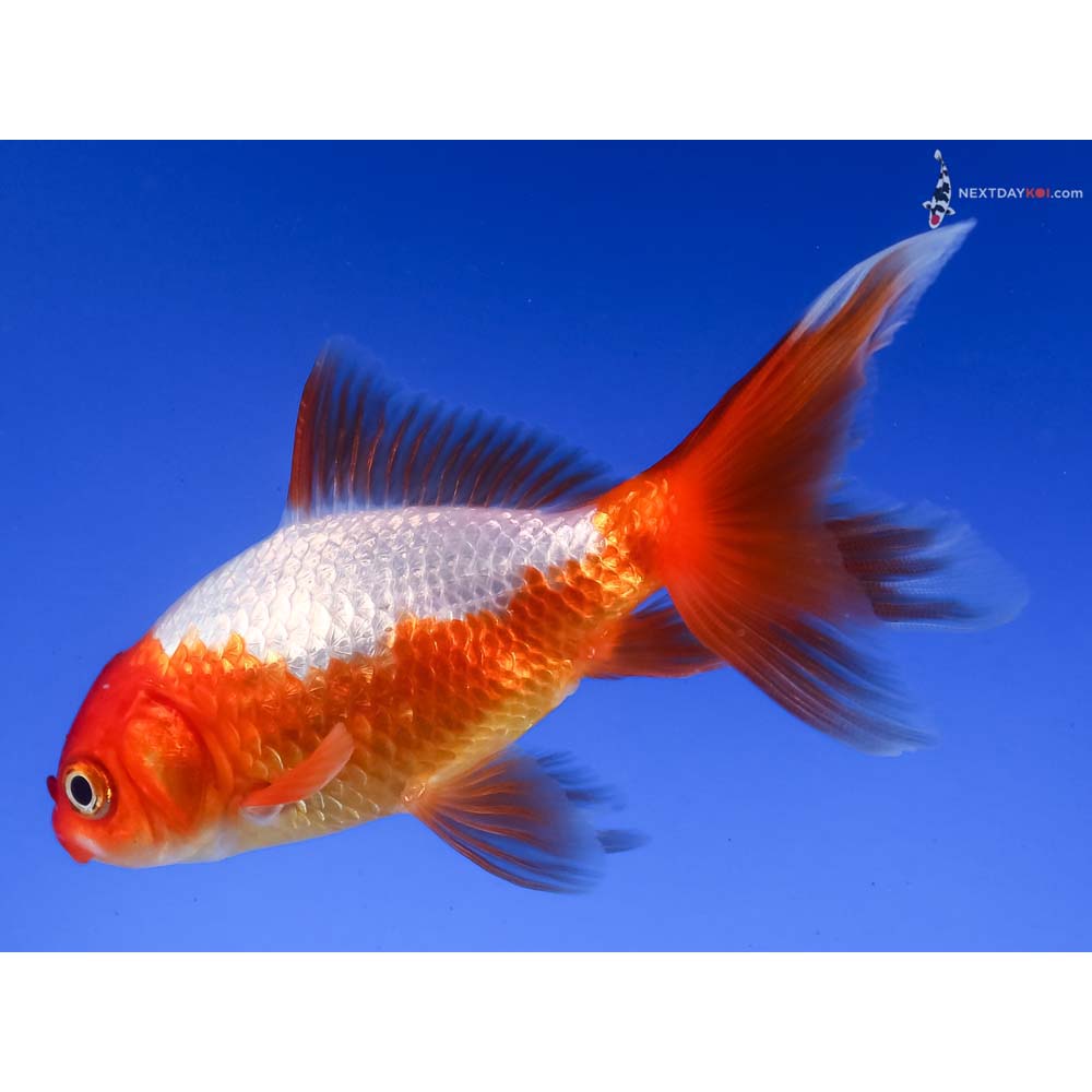 4” Imported Red and White Wakin