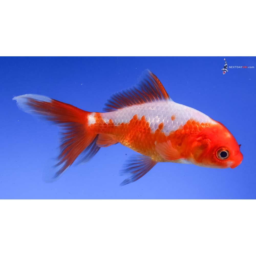 4” Imported Red and White Wakin