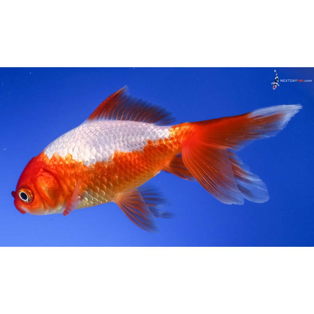 4” Imported Red and White Wakin