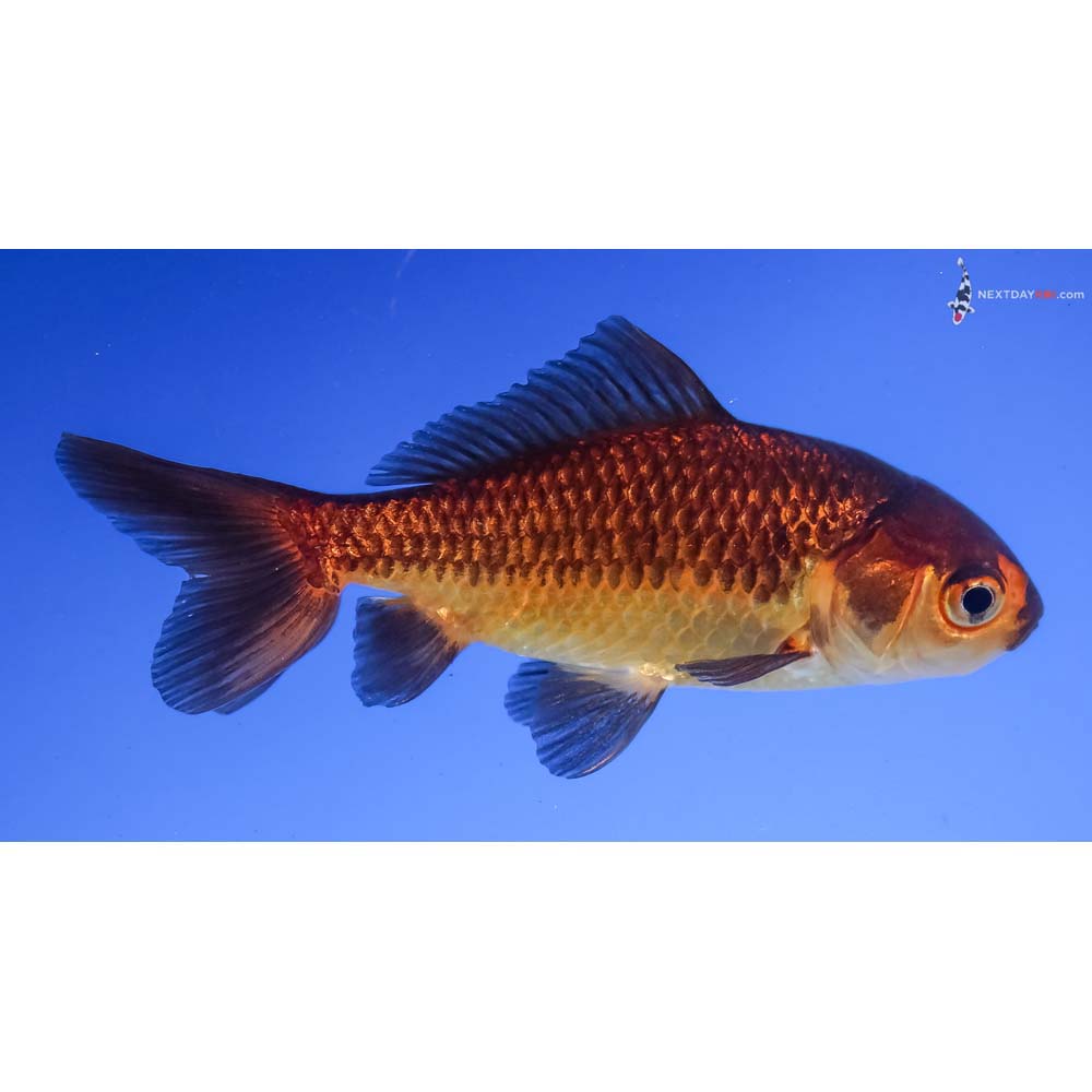 4” Imported Yellow and Black Wakin