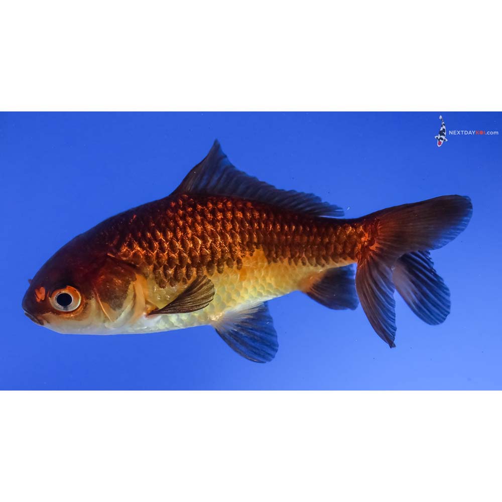 4” Imported Yellow and Black Wakin