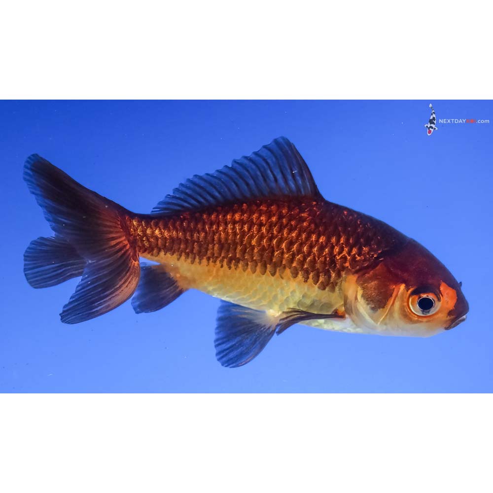 4” Imported Yellow and Black Wakin