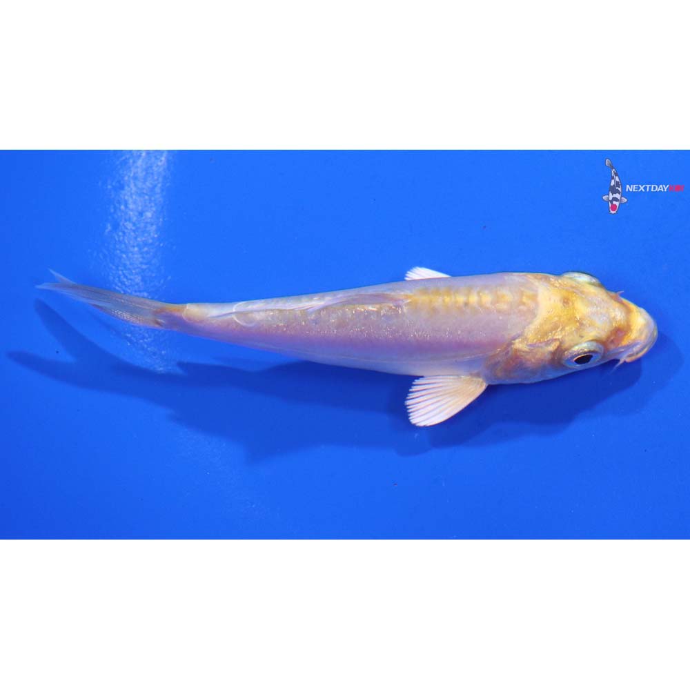 3.5” Imported Doitsu Lemon Hariwake