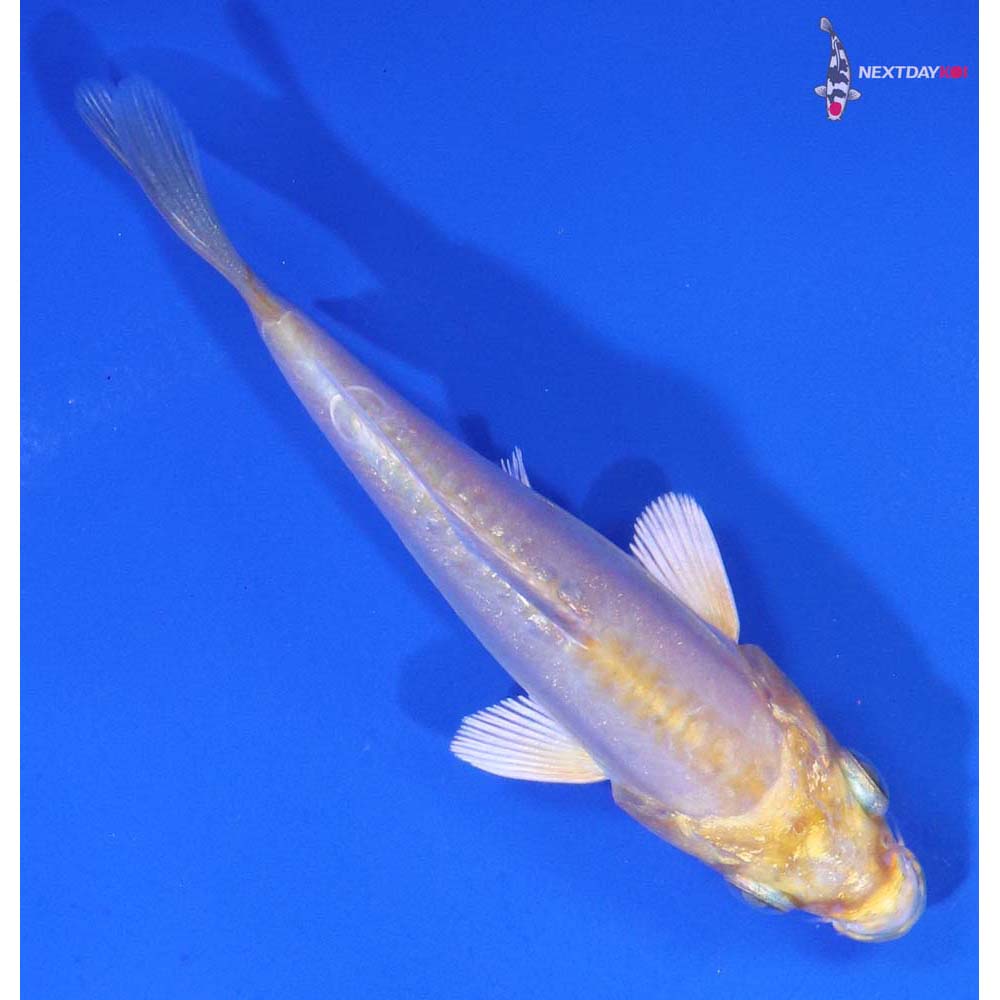 3.5” Imported Doitsu Lemon Hariwake