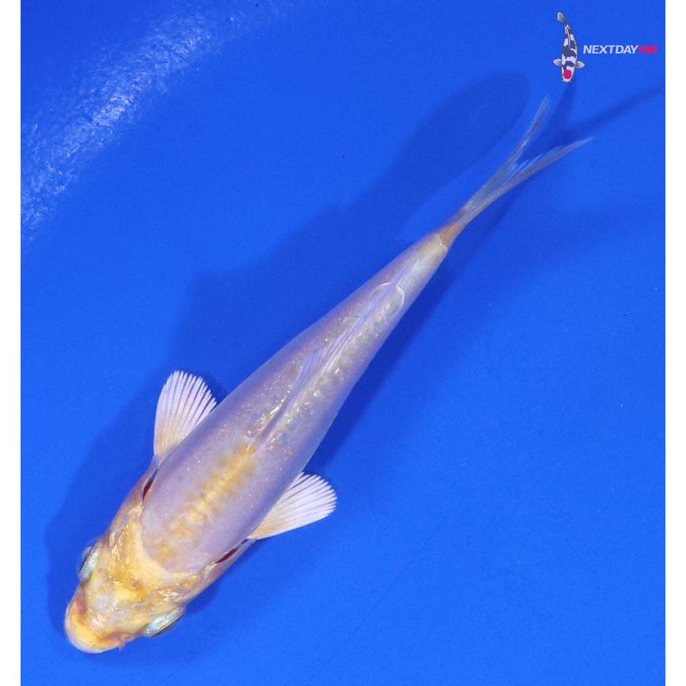 3.5” Imported Doitsu Lemon Hariwake