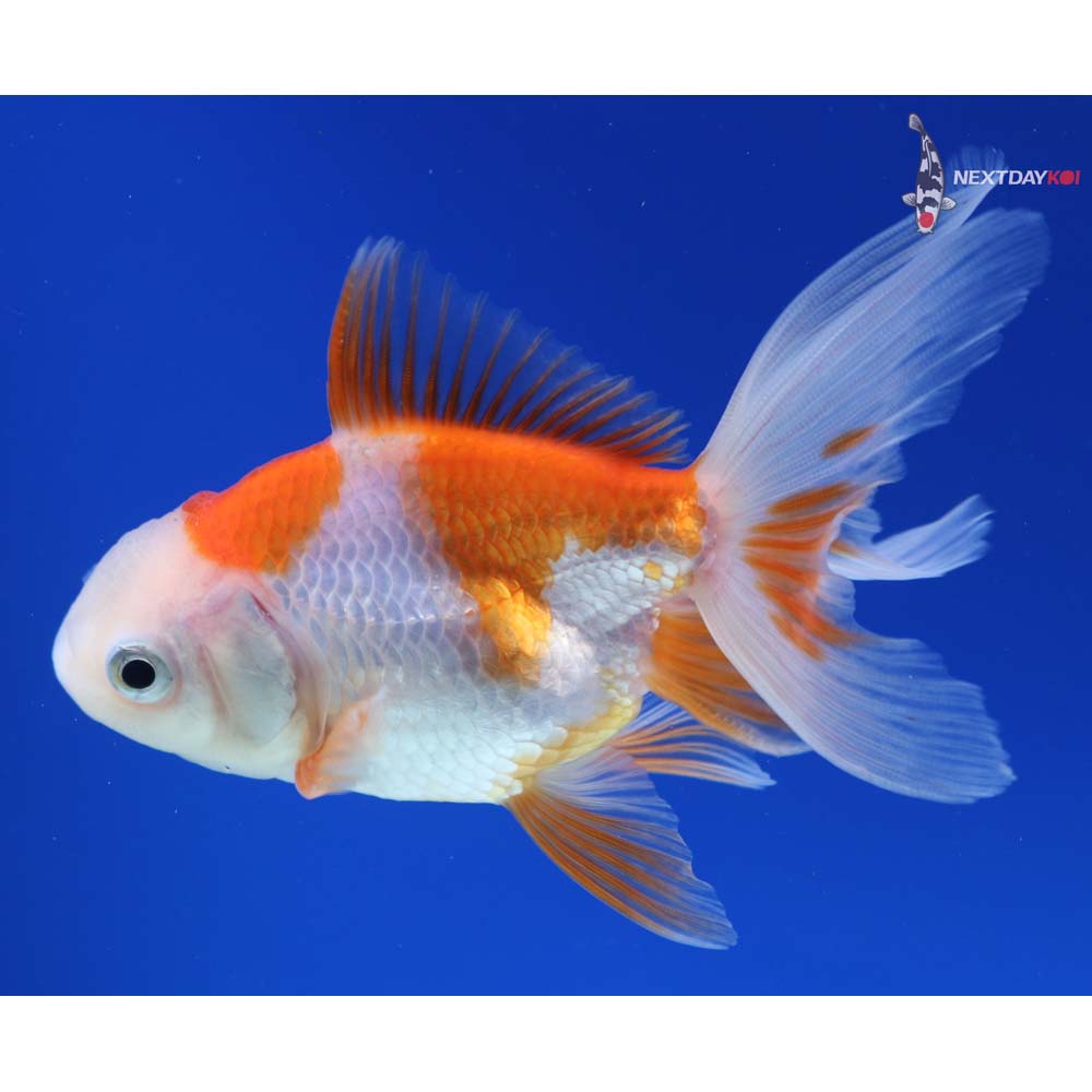 4” Imported Red and White Oranda