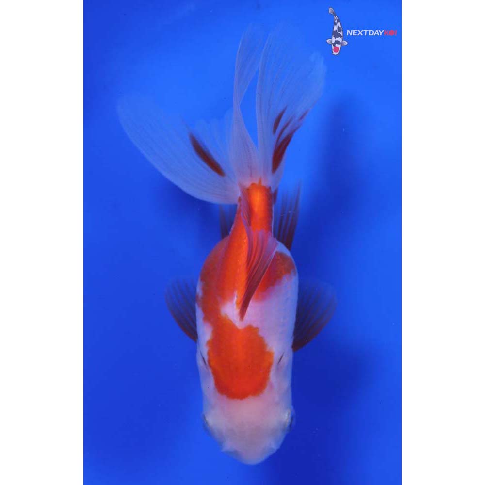 4” Imported Red and White Oranda