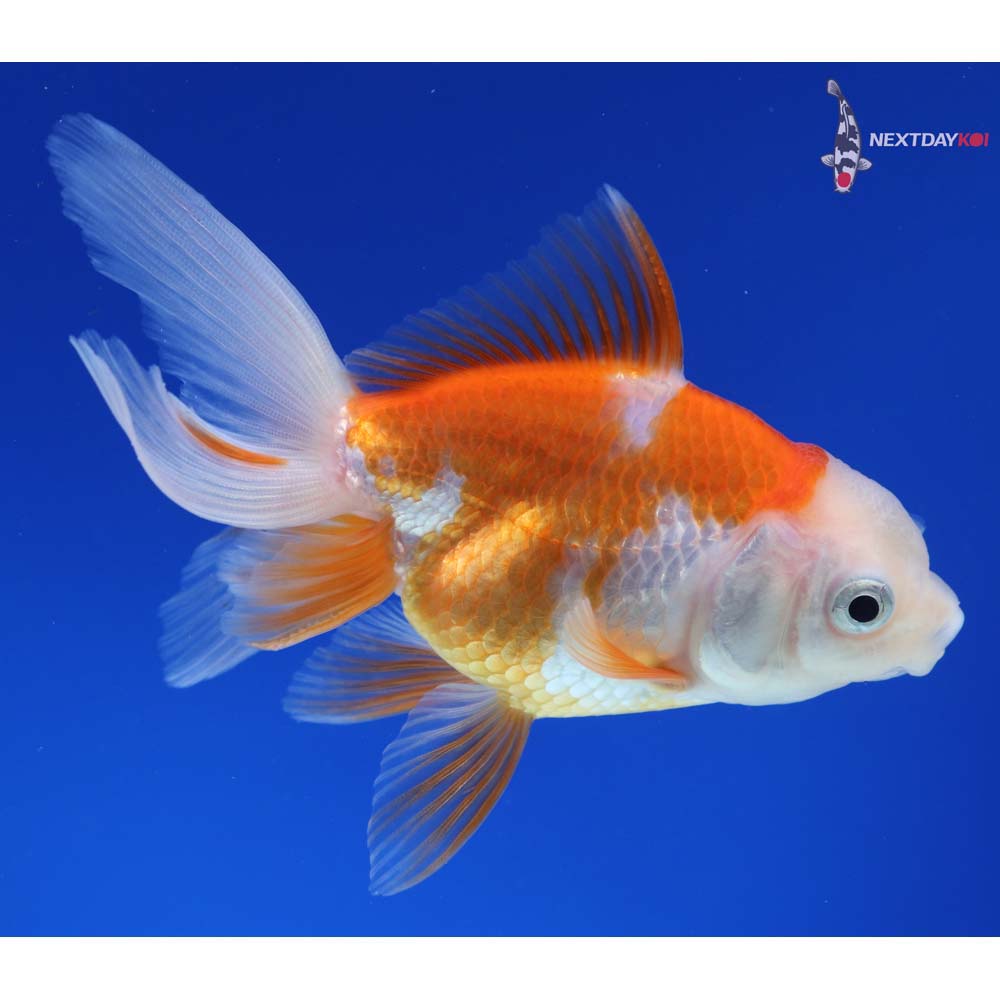 4” Imported Red and White Oranda